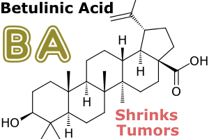 Betulinic Acid Shrinks Tumors